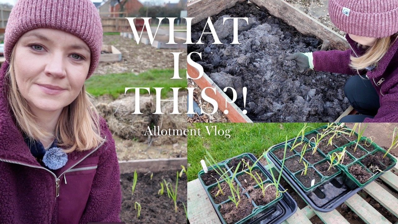 I Planted Garlic in Raised Beds… But First I Opened the Compost Bags 😳