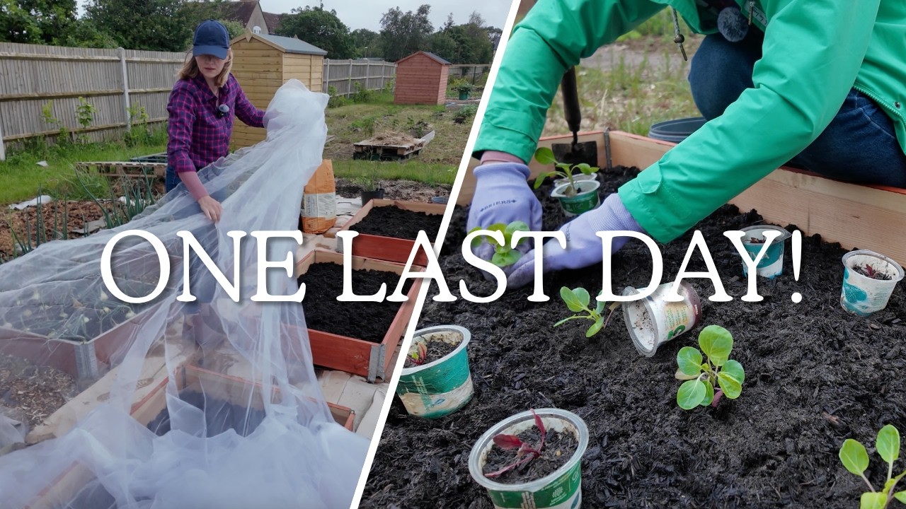 Racing Against the Weather at the allotment