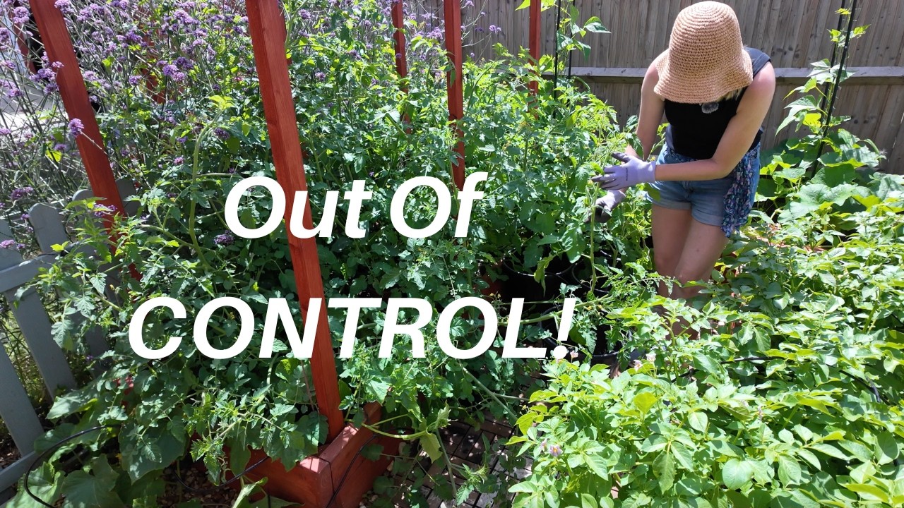 Transforming an overgrown kitchen garden